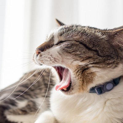 猫の『あくび』に隠されている理由, 1.リラックスと安心のサイン, 2.気持ちを切り替えるスイッチ, 3.軽いストレスの緩和行動, 注意したいあくびの変化とは