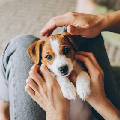 「人に依存しすぎている犬」の特徴4選, 1.どこへ行くにも後ろをついてくる, 2.姿が見えなくなると激しく鳴く、吠える, 3.常に体に触れていようとする, 4.留守番中に物を壊したり、トイレを失敗したりする, 犬が人に依存してしまう主な原因, 依存状態を放置するとどうなる？, 愛犬と「程よい距離」を保つための対策