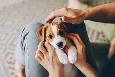 「人に依存しすぎている犬」の特徴4選, 1.どこへ行くにも後ろをついてくる, 2.姿が見えなくなると激しく鳴く、吠える, 3.常に体に触れていようとする, 4.留守番中に物を壊したり、トイレを失敗したりする, 犬が人に依存してしまう主な原因, 依存状態を放置するとどうなる？, 愛犬と「程よい距離」を保つための対策