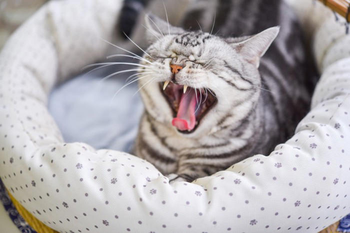 猫の『あくび』に隠されている理由, 1.リラックスと安心のサイン, 2.気持ちを切り替えるスイッチ, 3.軽いストレスの緩和行動, 注意したいあくびの変化とは