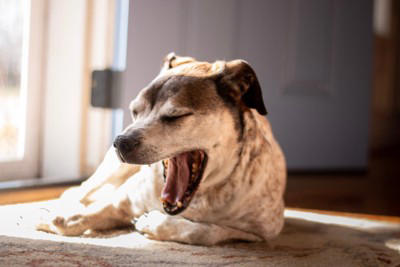 「人に依存しすぎている犬」の特徴4選, 1.どこへ行くにも後ろをついてくる, 2.姿が見えなくなると激しく鳴く、吠える, 3.常に体に触れていようとする, 4.留守番中に物を壊したり、トイレを失敗したりする, 犬が人に依存してしまう主な原因, 依存状態を放置するとどうなる？, 愛犬と「程よい距離」を保つための対策