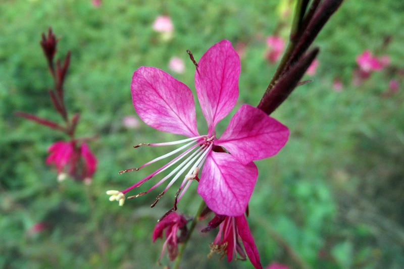 一度根付けば「ほぼ放任OK」地植えで毎年美しい花が楽しめる多年草3選, 夏の間も凛と咲き誇る「エキナセア」, すらりと立ち上がる花穂が涼しげな「宿根サルビア」, ナチュラルで可憐な花姿「ガウラ（白蝶草）」, 【ガーデニング豆知識】多年草や宿根草の魅力とは？, 多年草や宿根草の魅力, お庭に取り入れるコツ