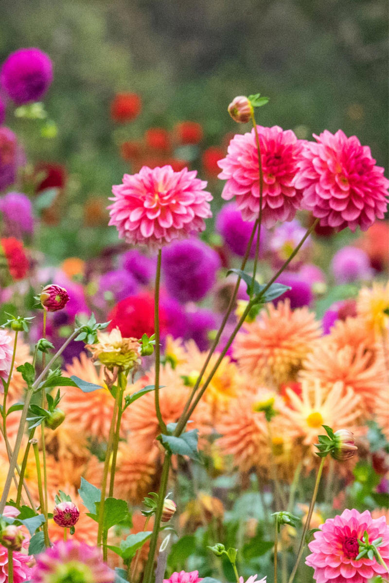1. How to propagate leaf cuttings and stems, 2. Propagate plants by dividing the roots, 3. How to propagate from pups, 4. How to propagate clumping plants, 17 popular plants you can propagate easily,      Spider plant    ,      Pothos    ,      Pilea    ,      Dahlias   ,      Gladiolus   ,      Hippeastrums   