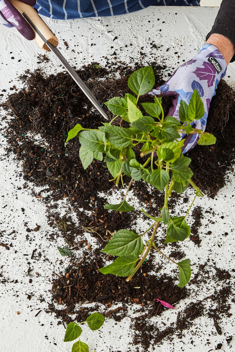 1. How to propagate leaf cuttings and stems, 2. Propagate plants by dividing the roots, 3. How to propagate from pups, 4. How to propagate clumping plants, 17 popular plants you can propagate easily,      Spider plant    ,      Pothos    ,      Pilea    ,      Dahlias   ,      Gladiolus   ,      Hippeastrums   