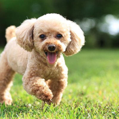 犬が『大喜び』しているときにみせるサイン５選, 1.目を大きく開き口角を上げる, 2.しっぽを高く上げてお尻ごと左右に振る, 3.体をくねらせるような動きを見せる, 4.ぴょんぴょん飛び跳ねるように歩き回る, 5.体をぐいぐいと擦り付けてくる, 愛犬との生活で幸せを感じてもらう方法