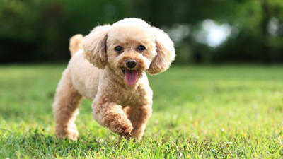 犬が『大喜び』しているときにみせるサイン５選, 1.目を大きく開き口角を上げる, 2.しっぽを高く上げてお尻ごと左右に振る, 3.体をくねらせるような動きを見せる, 4.ぴょんぴょん飛び跳ねるように歩き回る, 5.体をぐいぐいと擦り付けてくる, 愛犬との生活で幸せを感じてもらう方法