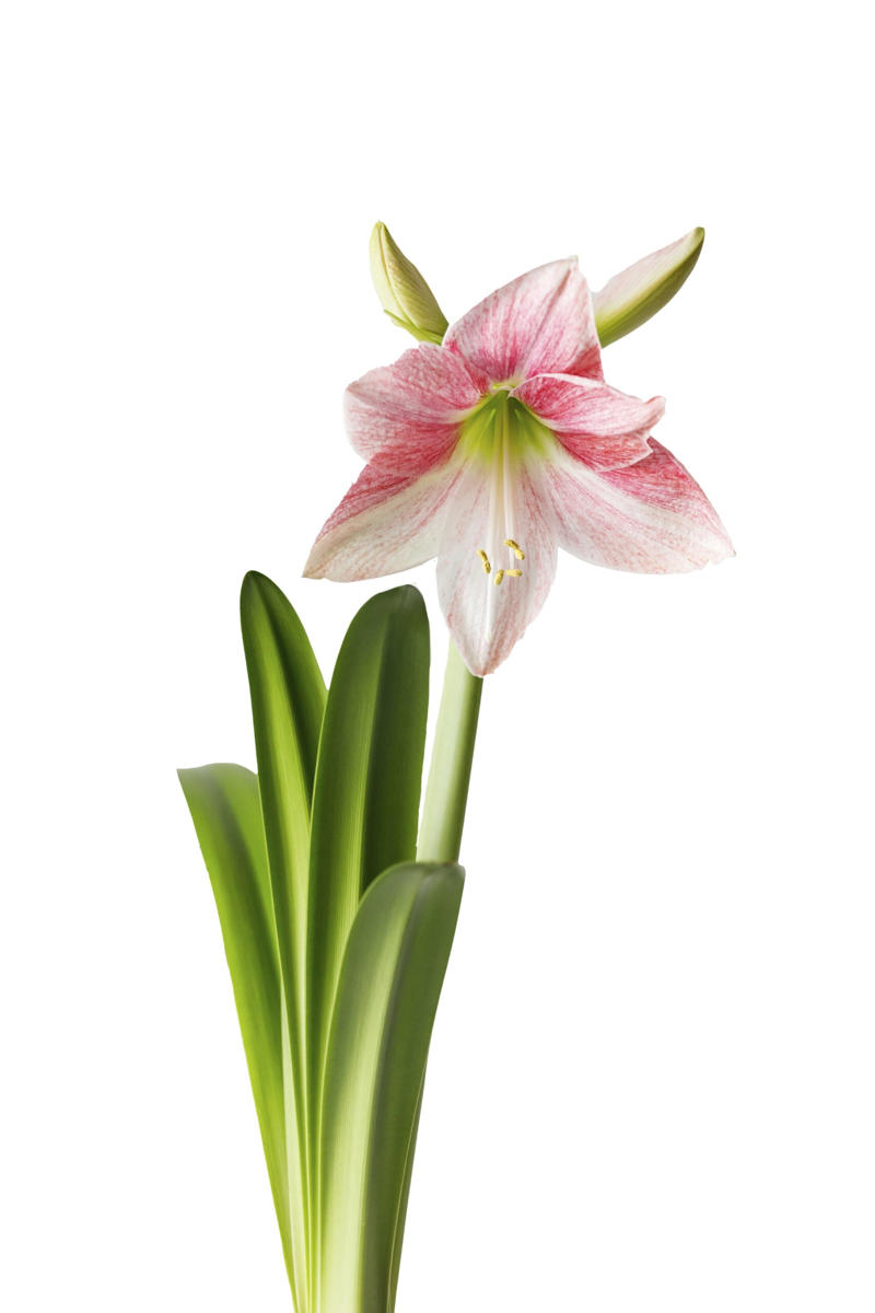 1. How to propagate leaf cuttings and stems, 2. Propagate plants by dividing the roots, 3. How to propagate from pups, 4. How to propagate clumping plants, 17 popular plants you can propagate easily,      Spider plant    ,      Pothos    ,      Pilea    ,      Dahlias   ,      Gladiolus   ,      Hippeastrums   