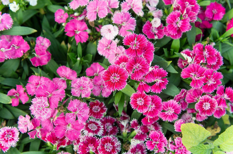 Petunias, Impatiens, Dianthus, Nasturtiums, Sweet Alyssum