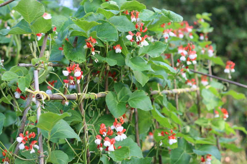Coral Honeysuckle, Hardy Kiwi, Edible Passionfruit, Grapevine, Star Jasmine, Runner Beans