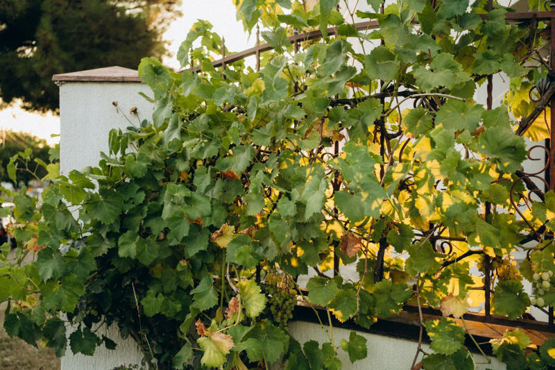 Coral Honeysuckle, Hardy Kiwi, Edible Passionfruit, Grapevine, Star Jasmine, Runner Beans