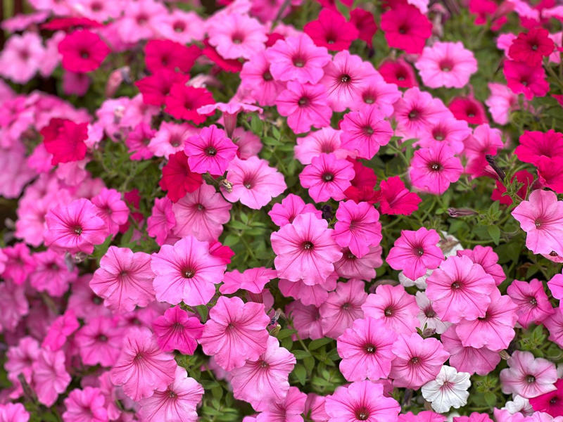 Petunias, Impatiens, Dianthus, Nasturtiums, Sweet Alyssum