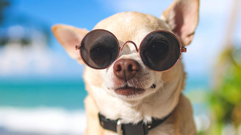 Chihuahua: Don’t let their tiny size fool you, Chihuahuas are bold, lively, and full of attitude. These pint-sized pups love attention and often form strong bonds with their homies. (Image-Canva)
