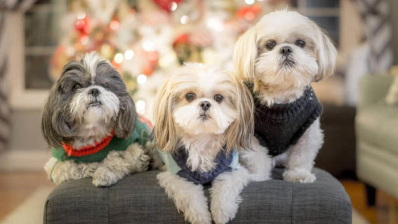 Shih Tzu: Originally bred for royalty, Shih Tzus are affectionate lap dogs that thrive indoors. They enjoy playtime but are equally happy lounging beside you all day. (Image-iStock)