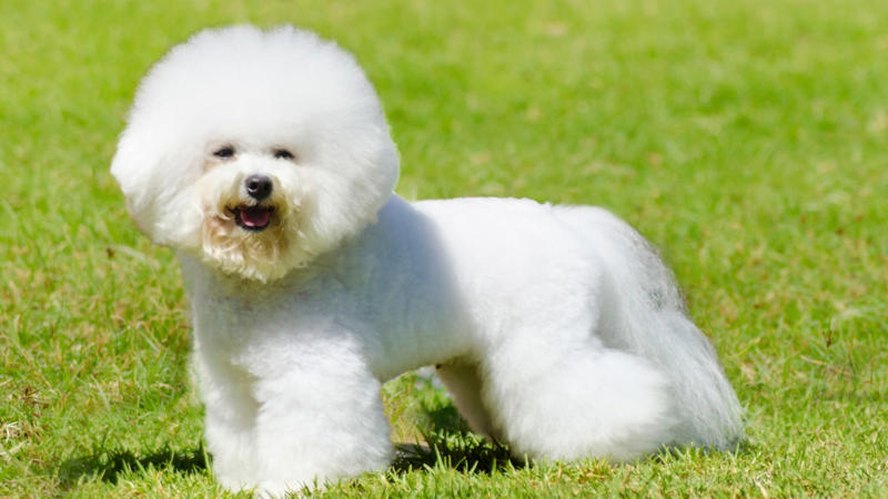 Bichon Frise: Known for their friendly, easygoing nature, this dog breed is equally fluffy and cheerful. They love learning tricks and are a joy to have around families. (Image-Canva)