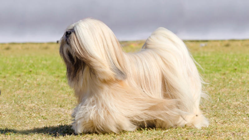 Lhasa Apso: Once bred as temple watchdogs, Lhasa Apsos are loyal and independent. Their regal appearance and alert nature make them both charming and watchful companions. (Image-Canva)