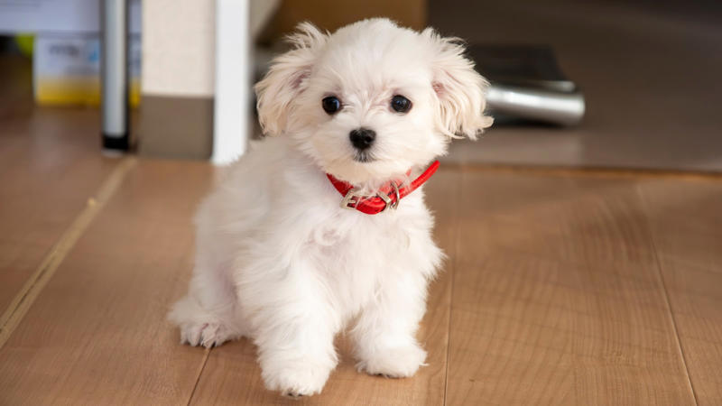 Maltese: With their silky white coats and gentle nature, Maltese dogs are absolute charmers. They are playful, loving, and always eager to brighten your mood just with their presence. (Image-Canva)