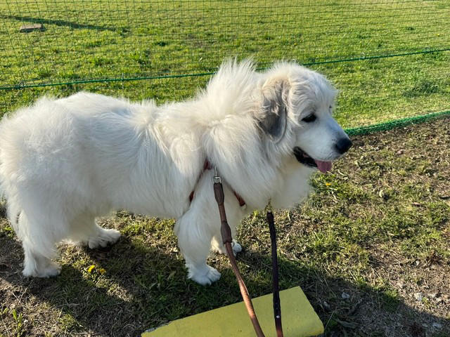 「子ども」から目を離さないで, もし愛犬が反撃してしまっていたら…, そもそも犬に石を投げちゃいかん, 「犬」は人間よりも警戒心や防衛本能が強い動物だから, 安全のために「お子さん」をしっかり見ていてあげて
