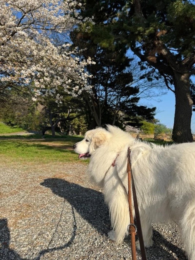 「子ども」から目を離さないで, もし愛犬が反撃してしまっていたら…, そもそも犬に石を投げちゃいかん, 「犬」は人間よりも警戒心や防衛本能が強い動物だから, 安全のために「お子さん」をしっかり見ていてあげて