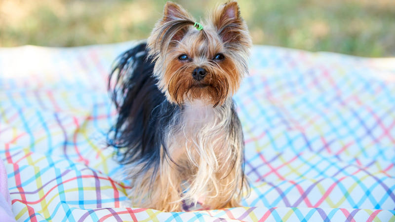 Yorkshire Terrier: Small but fearless, Yorkies combine elegance with a protective streak. Their confident personality makes them great watchdogs despite their tiny frame. (Image-Canva)