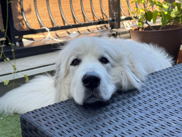 「子ども」から目を離さないで, もし愛犬が反撃してしまっていたら…, そもそも犬に石を投げちゃいかん, 「犬」は人間よりも警戒心や防衛本能が強い動物だから, 安全のために「お子さん」をしっかり見ていてあげて