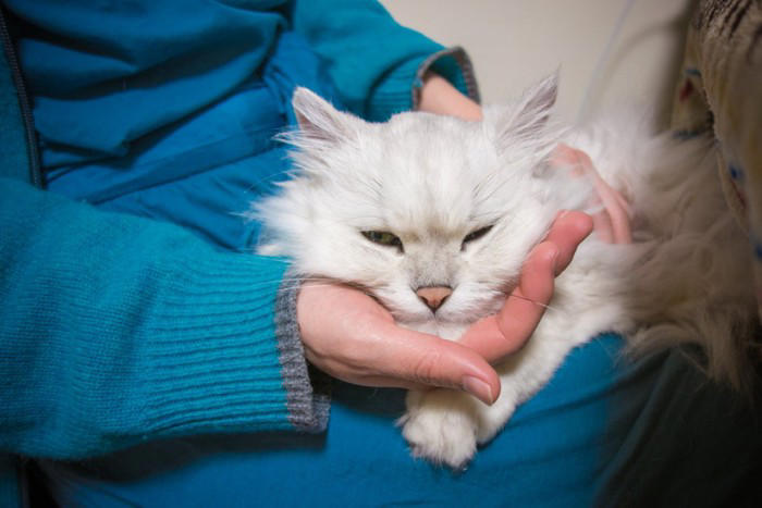 猫と「相性が良い人」に共通する5つの特徴, 1.動作がゆっくりで落ち着いている, 2.声が優しくて穏やか, 3.適度な距離感を保てる, 4.猫のペースに合わせられる, 5.香水の匂いやタバコの臭いがしない, なぜその特徴が好まれるの？, 猫との相性を良くするために心がけたいポイント