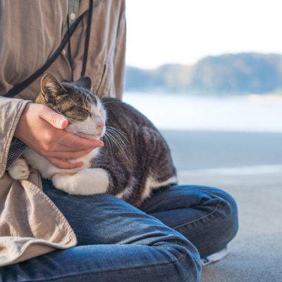 猫と「相性が良い人」に共通する5つの特徴, 1.動作がゆっくりで落ち着いている, 2.声が優しくて穏やか, 3.適度な距離感を保てる, 4.猫のペースに合わせられる, 5.香水の匂いやタバコの臭いがしない, なぜその特徴が好まれるの？, 猫との相性を良くするために心がけたいポイント