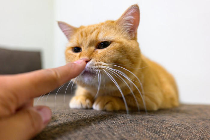 猫と「相性が良い人」に共通する5つの特徴, 1.動作がゆっくりで落ち着いている, 2.声が優しくて穏やか, 3.適度な距離感を保てる, 4.猫のペースに合わせられる, 5.香水の匂いやタバコの臭いがしない, なぜその特徴が好まれるの？, 猫との相性を良くするために心がけたいポイント