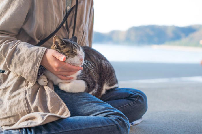 猫と「相性が良い人」に共通する5つの特徴, 1.動作がゆっくりで落ち着いている, 2.声が優しくて穏やか, 3.適度な距離感を保てる, 4.猫のペースに合わせられる, 5.香水の匂いやタバコの臭いがしない, なぜその特徴が好まれるの？, 猫との相性を良くするために心がけたいポイント
