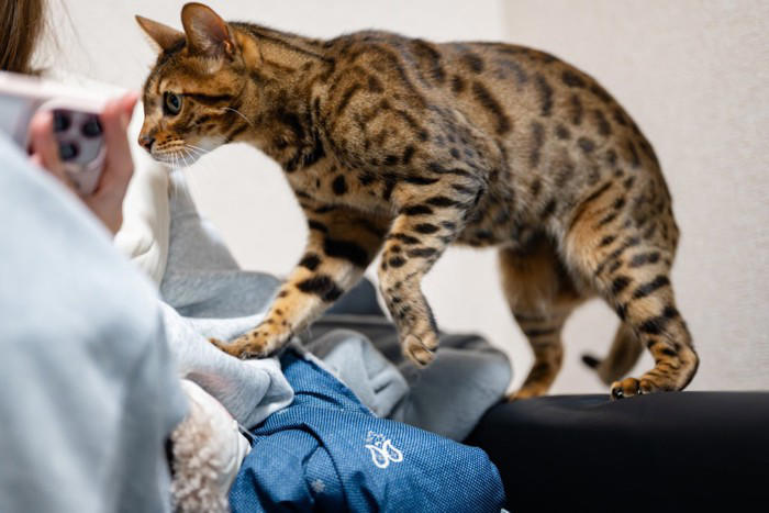 猫と「相性が良い人」に共通する5つの特徴, 1.動作がゆっくりで落ち着いている, 2.声が優しくて穏やか, 3.適度な距離感を保てる, 4.猫のペースに合わせられる, 5.香水の匂いやタバコの臭いがしない, なぜその特徴が好まれるの？, 猫との相性を良くするために心がけたいポイント