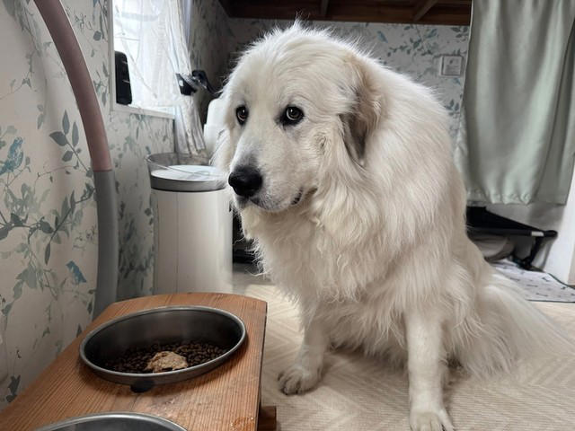「子ども」から目を離さないで, もし愛犬が反撃してしまっていたら…, そもそも犬に石を投げちゃいかん, 「犬」は人間よりも警戒心や防衛本能が強い動物だから, 安全のために「お子さん」をしっかり見ていてあげて
