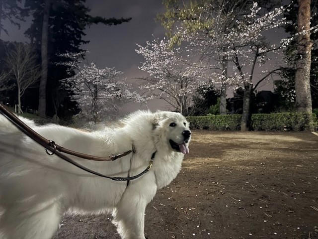 「子ども」から目を離さないで, もし愛犬が反撃してしまっていたら…, そもそも犬に石を投げちゃいかん, 「犬」は人間よりも警戒心や防衛本能が強い動物だから, 安全のために「お子さん」をしっかり見ていてあげて