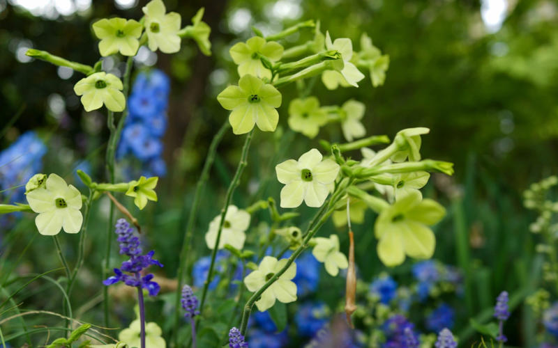 Daucus carota – wild carrot, Amaranthus caudatus – love-lies-bleeding, Cosmos bipinnatus ‘Apricotta’, Cerinthe major ‘Purpurascens’ – honeywort, Nicotiana alata ‘Lime Green’ – tobacco plant, Tagetes patula ‘Cinnabar’ – French marigold, Carthamus tinctorius ‘Zanzibar’, Bupleurum rotundifolium, Calendula officinalis ‘Indian Prince’, Coreopsis tinctoria ‘Roulette’ – tickseed