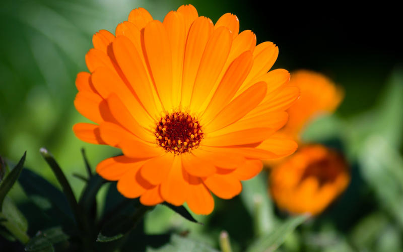 Daucus carota – wild carrot, Amaranthus caudatus – love-lies-bleeding, Cosmos bipinnatus ‘Apricotta’, Cerinthe major ‘Purpurascens’ – honeywort, Nicotiana alata ‘Lime Green’ – tobacco plant, Tagetes patula ‘Cinnabar’ – French marigold, Carthamus tinctorius ‘Zanzibar’, Bupleurum rotundifolium, Calendula officinalis ‘Indian Prince’, Coreopsis tinctoria ‘Roulette’ – tickseed
