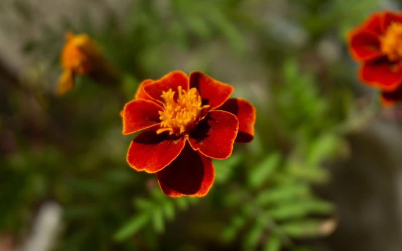 Daucus carota – wild carrot, Amaranthus caudatus – love-lies-bleeding, Cosmos bipinnatus ‘Apricotta’, Cerinthe major ‘Purpurascens’ – honeywort, Nicotiana alata ‘Lime Green’ – tobacco plant, Tagetes patula ‘Cinnabar’ – French marigold, Carthamus tinctorius ‘Zanzibar’, Bupleurum rotundifolium, Calendula officinalis ‘Indian Prince’, Coreopsis tinctoria ‘Roulette’ – tickseed