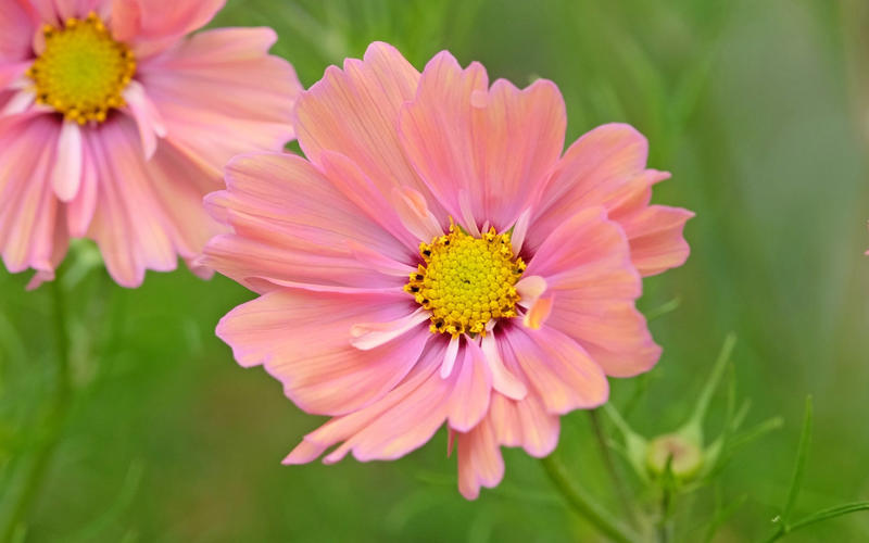 Daucus carota – wild carrot, Amaranthus caudatus – love-lies-bleeding, Cosmos bipinnatus ‘Apricotta’, Cerinthe major ‘Purpurascens’ – honeywort, Nicotiana alata ‘Lime Green’ – tobacco plant, Tagetes patula ‘Cinnabar’ – French marigold, Carthamus tinctorius ‘Zanzibar’, Bupleurum rotundifolium, Calendula officinalis ‘Indian Prince’, Coreopsis tinctoria ‘Roulette’ – tickseed
