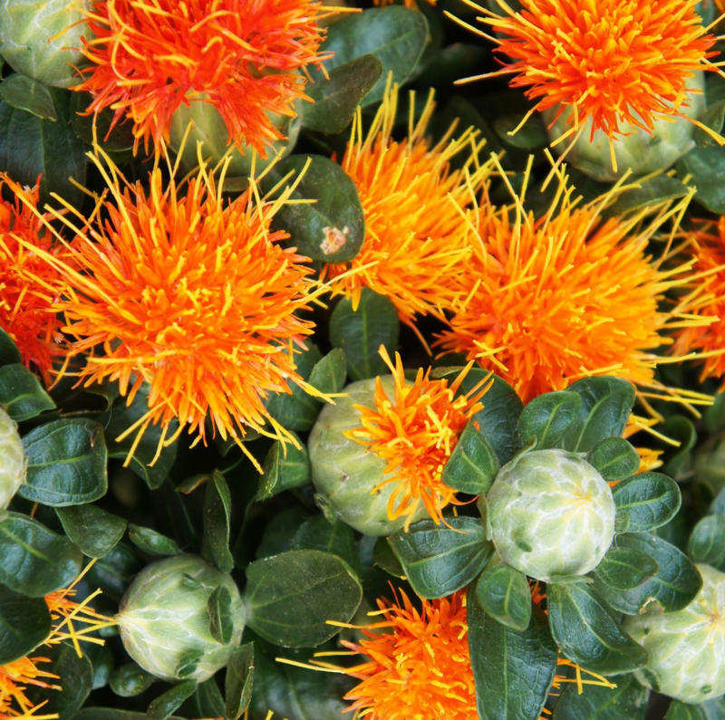 Daucus carota – wild carrot, Amaranthus caudatus – love-lies-bleeding, Cosmos bipinnatus ‘Apricotta’, Cerinthe major ‘Purpurascens’ – honeywort, Nicotiana alata ‘Lime Green’ – tobacco plant, Tagetes patula ‘Cinnabar’ – French marigold, Carthamus tinctorius ‘Zanzibar’, Bupleurum rotundifolium, Calendula officinalis ‘Indian Prince’, Coreopsis tinctoria ‘Roulette’ – tickseed