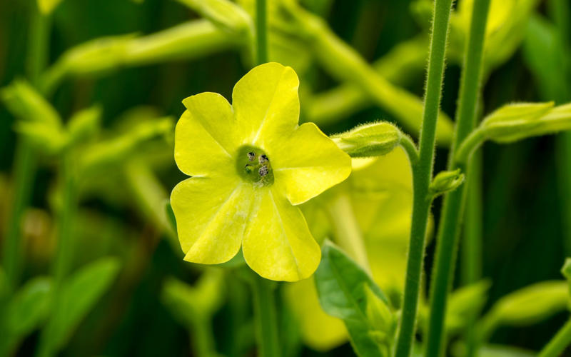 Daucus carota – wild carrot, Amaranthus caudatus – love-lies-bleeding, Cosmos bipinnatus ‘Apricotta’, Cerinthe major ‘Purpurascens’ – honeywort, Nicotiana alata ‘Lime Green’ – tobacco plant, Tagetes patula ‘Cinnabar’ – French marigold, Carthamus tinctorius ‘Zanzibar’, Bupleurum rotundifolium, Calendula officinalis ‘Indian Prince’, Coreopsis tinctoria ‘Roulette’ – tickseed