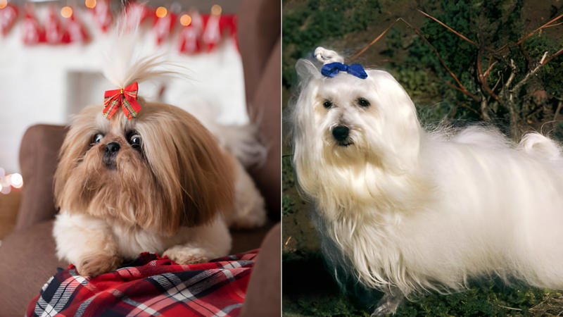 If you love dogs that look like puppies even as adults, these 8 small breeds are perfect companions. They are not only Cute and compact but full of personality, perfect for almost any lifestyle. (Image-Canva)