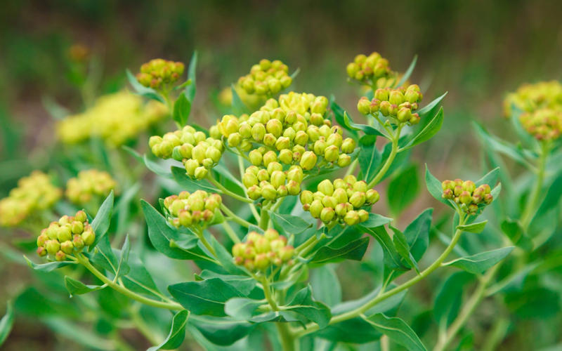 Daucus carota – wild carrot, Amaranthus caudatus – love-lies-bleeding, Cosmos bipinnatus ‘Apricotta’, Cerinthe major ‘Purpurascens’ – honeywort, Nicotiana alata ‘Lime Green’ – tobacco plant, Tagetes patula ‘Cinnabar’ – French marigold, Carthamus tinctorius ‘Zanzibar’, Bupleurum rotundifolium, Calendula officinalis ‘Indian Prince’, Coreopsis tinctoria ‘Roulette’ – tickseed