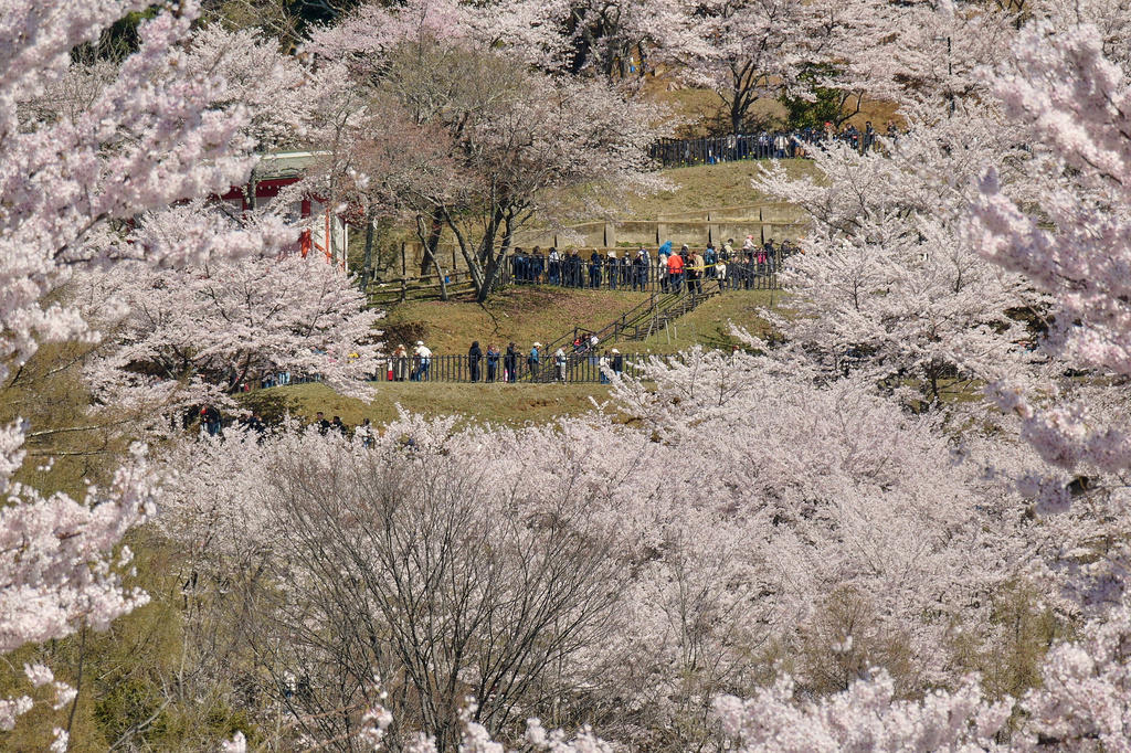 10,000 tourists a day 'threaten residents' daily lives', ‘Tourism pollution’ across Japan, Locals find the tourism ‘good but annoying’, Tourists enjoy the view and culture, despite crowds, Overtourism dividing residents