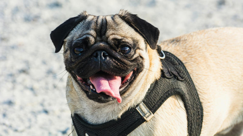 Pug: With their wrinkled faces and expressive eyes, Pugs are natural entertainers. They love being around people and bring a playful, mischievous energy to any home. (Image-Canva)