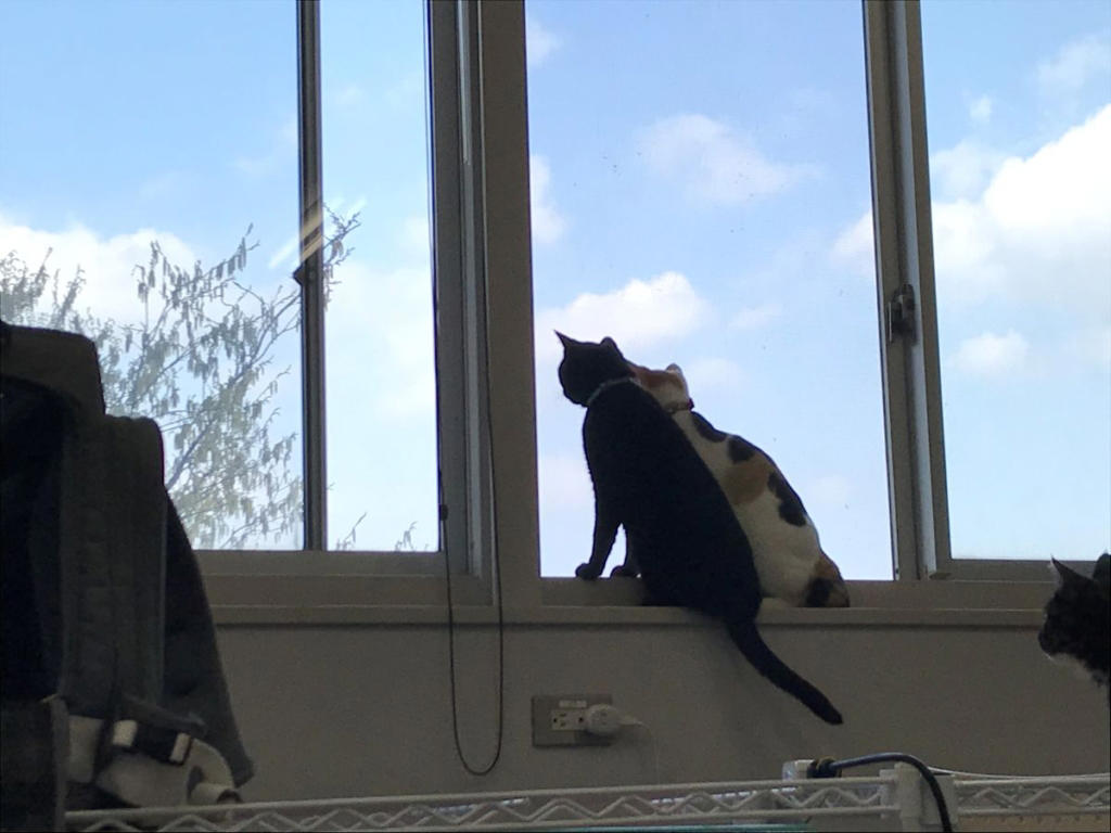ペットが人に与える効果。根本は「ストレスの低減」, 猫による健康効果は複合的, 猫はかすがい?! 動物がもたらす社会的な効果, 本当に猫は人をなぐさめてくれるの？, 猫は、じつは人が好き?!, 猫と良好な関係を築くコツ, 猫の習性をよく知ろう, 猫の表情は276通り！, さわられて喜ぶところと嫌がるところがある, 「猫なで声」は効果的, 猫が嫌がるのは「環境の変化」, 人間の気まぐれな感情も猫にとっては「環境の変化」, 愛着は時間をかけて育てるもの, 改めて考えたい動物と暮らす幸せ, 東京農業大学 農学部 動物科学科教授／内山秀彦先生