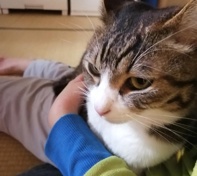 ペットが人に与える効果。根本は「ストレスの低減」, 猫による健康効果は複合的, 猫はかすがい?! 動物がもたらす社会的な効果, 本当に猫は人をなぐさめてくれるの？, 猫は、じつは人が好き?!, 猫と良好な関係を築くコツ, 猫の習性をよく知ろう, 猫の表情は276通り！, さわられて喜ぶところと嫌がるところがある, 「猫なで声」は効果的, 猫が嫌がるのは「環境の変化」, 人間の気まぐれな感情も猫にとっては「環境の変化」, 愛着は時間をかけて育てるもの, 改めて考えたい動物と暮らす幸せ, 東京農業大学 農学部 動物科学科教授／内山秀彦先生