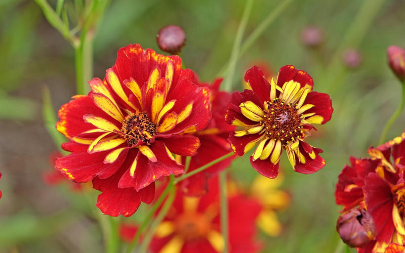 Daucus carota – wild carrot, Amaranthus caudatus – love-lies-bleeding, Cosmos bipinnatus ‘Apricotta’, Cerinthe major ‘Purpurascens’ – honeywort, Nicotiana alata ‘Lime Green’ – tobacco plant, Tagetes patula ‘Cinnabar’ – French marigold, Carthamus tinctorius ‘Zanzibar’, Bupleurum rotundifolium, Calendula officinalis ‘Indian Prince’, Coreopsis tinctoria ‘Roulette’ – tickseed