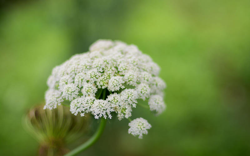 Daucus carota – wild carrot, Amaranthus caudatus – love-lies-bleeding, Cosmos bipinnatus ‘Apricotta’, Cerinthe major ‘Purpurascens’ – honeywort, Nicotiana alata ‘Lime Green’ – tobacco plant, Tagetes patula ‘Cinnabar’ – French marigold, Carthamus tinctorius ‘Zanzibar’, Bupleurum rotundifolium, Calendula officinalis ‘Indian Prince’, Coreopsis tinctoria ‘Roulette’ – tickseed