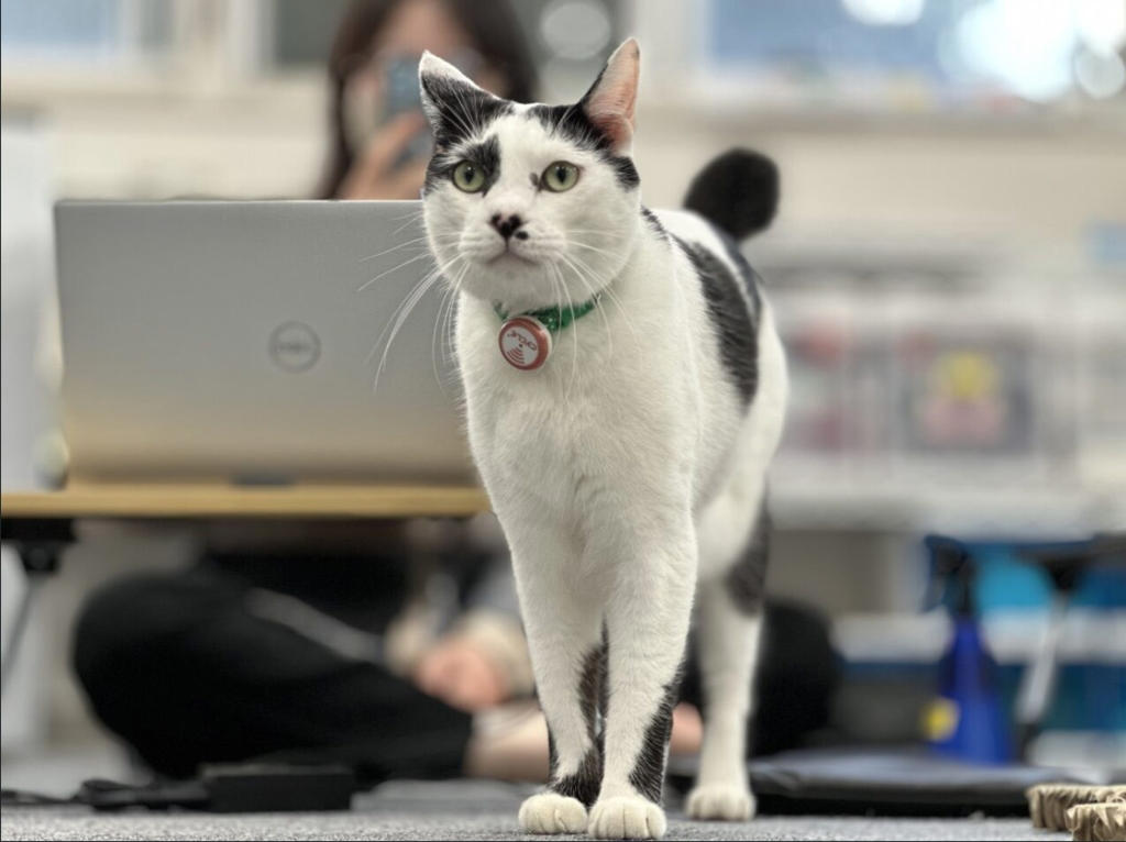 ペットが人に与える効果。根本は「ストレスの低減」, 猫による健康効果は複合的, 猫はかすがい?! 動物がもたらす社会的な効果, 本当に猫は人をなぐさめてくれるの？, 猫は、じつは人が好き?!, 猫と良好な関係を築くコツ, 猫の習性をよく知ろう, 猫の表情は276通り！, さわられて喜ぶところと嫌がるところがある, 「猫なで声」は効果的, 猫が嫌がるのは「環境の変化」, 人間の気まぐれな感情も猫にとっては「環境の変化」, 愛着は時間をかけて育てるもの, 改めて考えたい動物と暮らす幸せ, 東京農業大学 農学部 動物科学科教授／内山秀彦先生