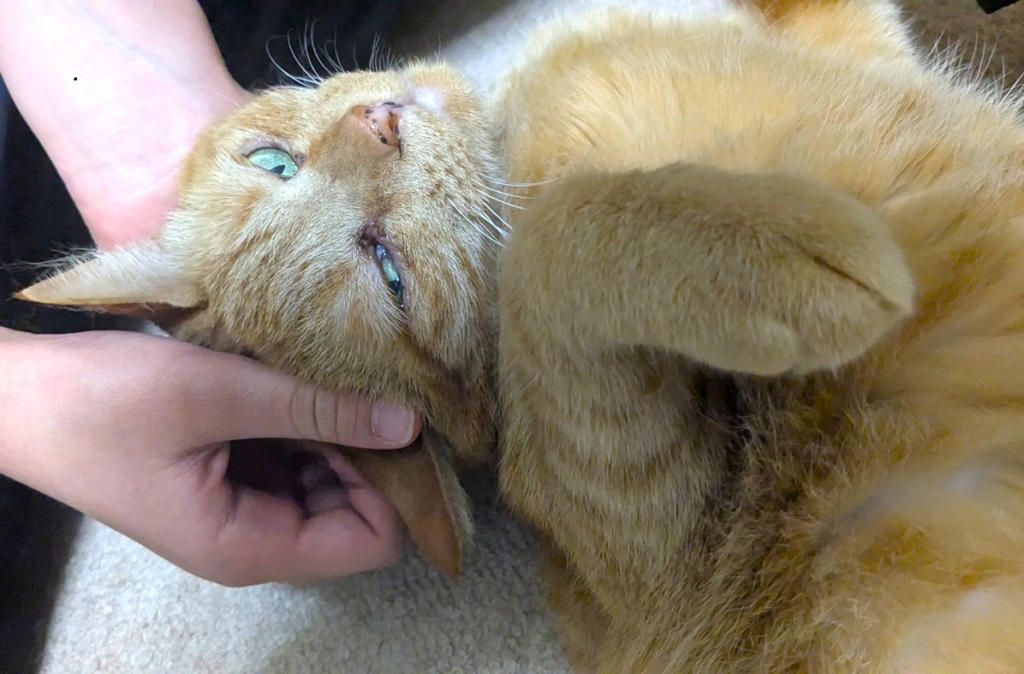 ペットが人に与える効果。根本は「ストレスの低減」, 猫による健康効果は複合的, 猫はかすがい?! 動物がもたらす社会的な効果, 本当に猫は人をなぐさめてくれるの？, 猫は、じつは人が好き?!, 猫と良好な関係を築くコツ, 猫の習性をよく知ろう, 猫の表情は276通り！, さわられて喜ぶところと嫌がるところがある, 「猫なで声」は効果的, 猫が嫌がるのは「環境の変化」, 人間の気まぐれな感情も猫にとっては「環境の変化」, 愛着は時間をかけて育てるもの, 改めて考えたい動物と暮らす幸せ, 東京農業大学 農学部 動物科学科教授／内山秀彦先生