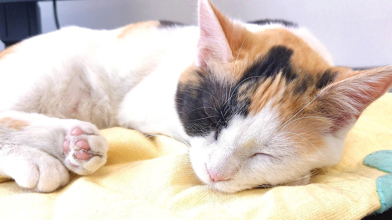 ペットが人に与える効果。根本は「ストレスの低減」, 猫による健康効果は複合的, 猫はかすがい?! 動物がもたらす社会的な効果, 本当に猫は人をなぐさめてくれるの？, 猫は、じつは人が好き?!, 猫と良好な関係を築くコツ, 猫の習性をよく知ろう, 猫の表情は276通り！, さわられて喜ぶところと嫌がるところがある, 「猫なで声」は効果的, 猫が嫌がるのは「環境の変化」, 人間の気まぐれな感情も猫にとっては「環境の変化」, 愛着は時間をかけて育てるもの, 改めて考えたい動物と暮らす幸せ, 東京農業大学 農学部 動物科学科教授／内山秀彦先生