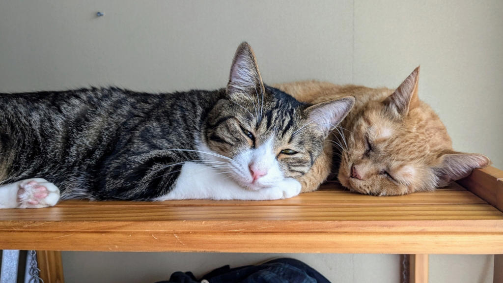 ペットが人に与える効果。根本は「ストレスの低減」, 猫による健康効果は複合的, 猫はかすがい?! 動物がもたらす社会的な効果, 本当に猫は人をなぐさめてくれるの？, 猫は、じつは人が好き?!, 猫と良好な関係を築くコツ, 猫の習性をよく知ろう, 猫の表情は276通り！, さわられて喜ぶところと嫌がるところがある, 「猫なで声」は効果的, 猫が嫌がるのは「環境の変化」, 人間の気まぐれな感情も猫にとっては「環境の変化」, 愛着は時間をかけて育てるもの, 改めて考えたい動物と暮らす幸せ, 東京農業大学 農学部 動物科学科教授／内山秀彦先生