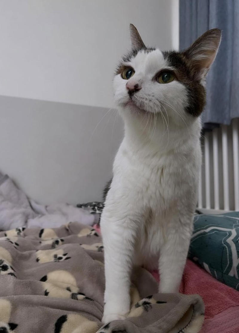 野良の母猫が連れてきてくれた子猫を保護したい！, 全く触れなかった成猫が心を開くまで, 高血圧症から愛猫が失明して…, ハイシニアの愛猫にしている“暮らしの配慮”, “ありのままの自分”を受け入れて生きる愛猫に励まされた